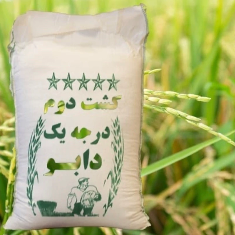 برنج کشت دو دابو فریدونکنار